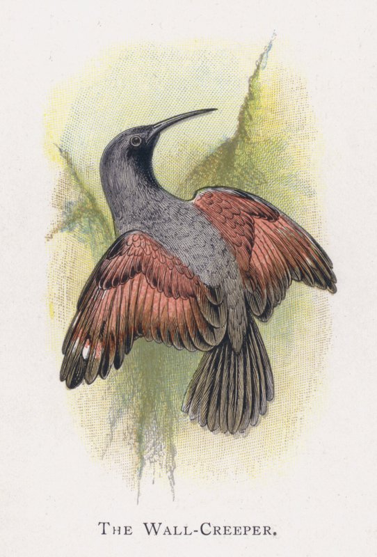 A Wall-Creeper alkotó: Alexander Francis Lydon