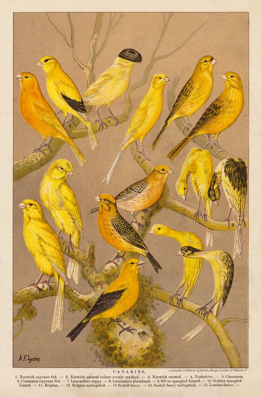 Kanárik (chromolitho) alkotó: Alexander Francis (after) Lydon