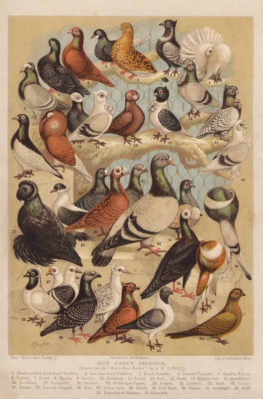Galambok (chromolitho) alkotó: Alexander Francis (after) Lydon