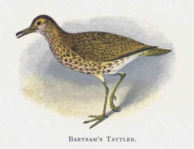 Batrams Tattler alkotó: Alexander Francis Lydon