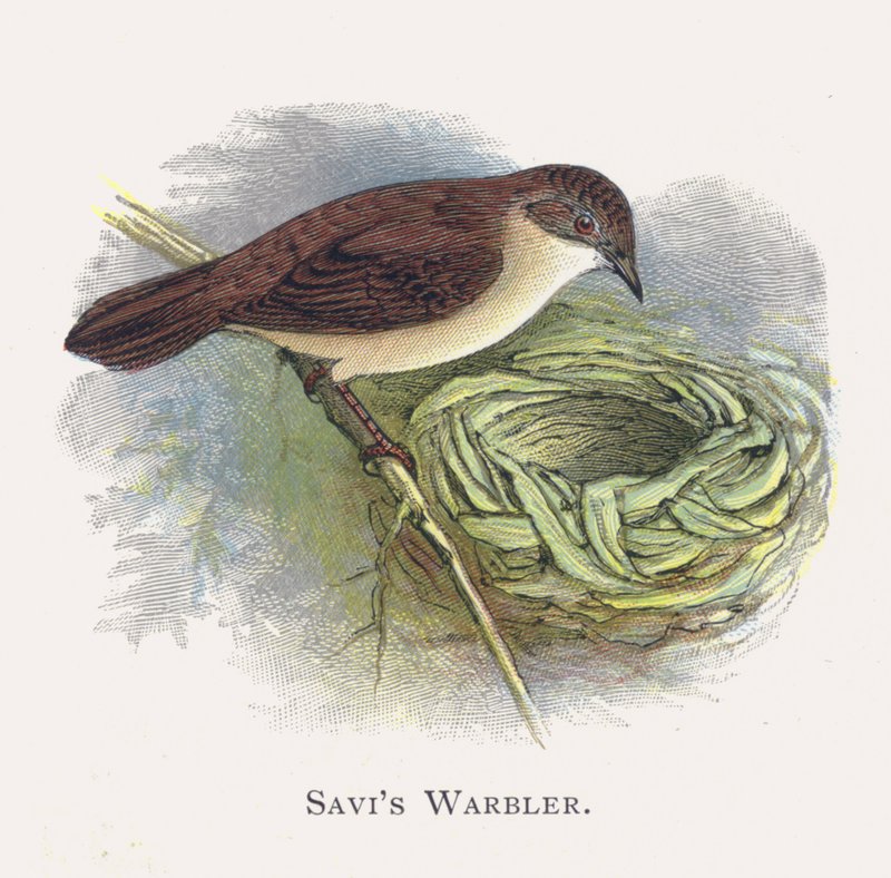 Savis Warbler alkotó: Alexander Francis Lydon