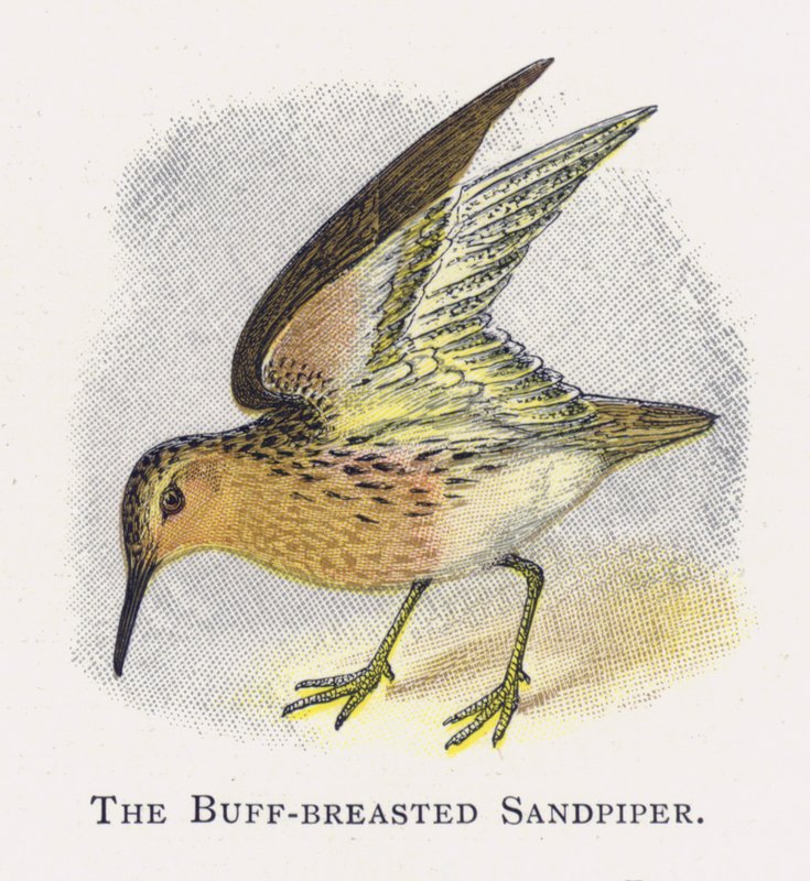 A Buff-reasted Sandpiper alkotó: Alexander Francis Lydon