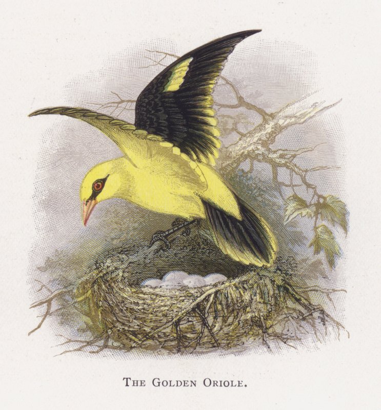 Az Arany Oriole alkotó: Alexander Francis Lydon