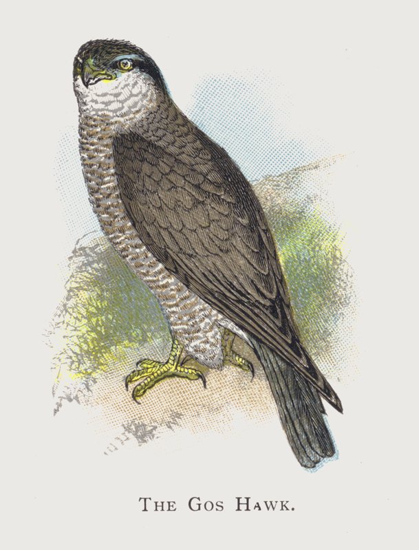 A Gos Hawk alkotó: Alexander Francis Lydon