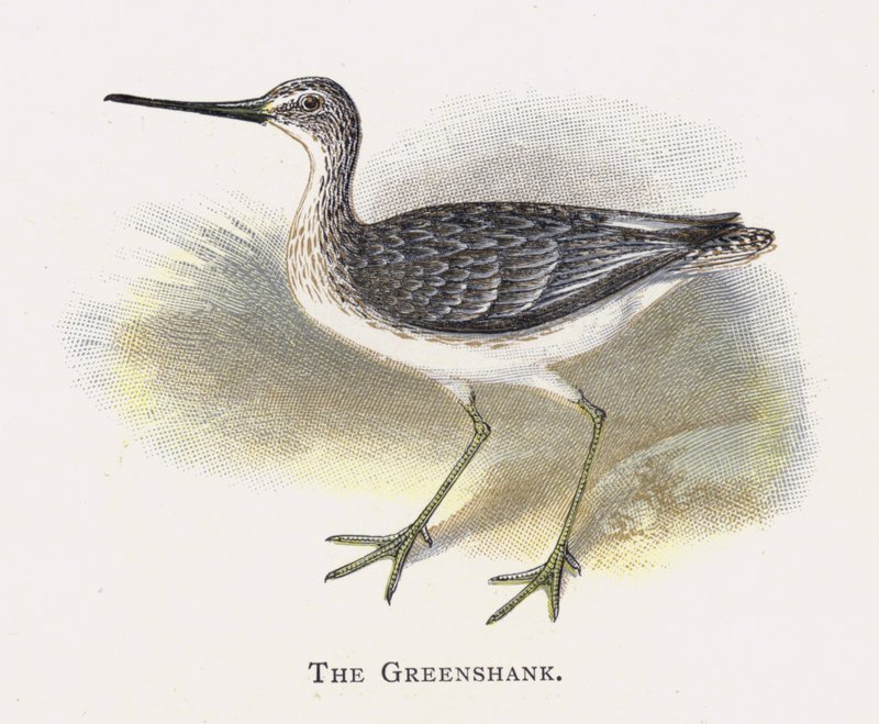 A Greenshank alkotó: Alexander Francis Lydon