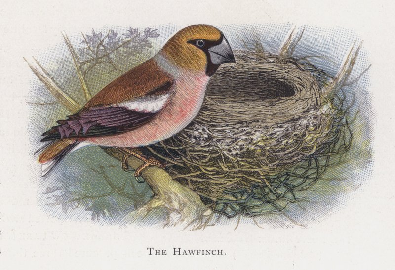 A Hawfinch alkotó: Alexander Francis Lydon