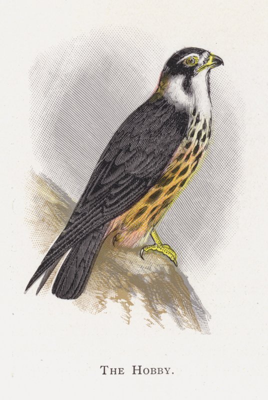 A Hobbi alkotó: Alexander Francis Lydon