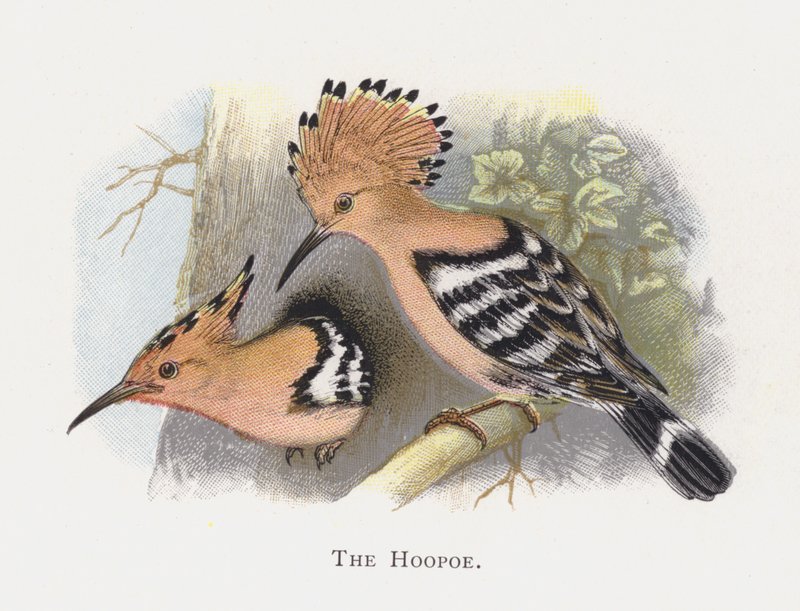 A Hoopoe alkotó: Alexander Francis Lydon