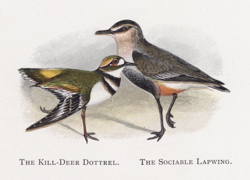 The Killdeer Dotterel, A társaságkedvelő lapy alkotó: Alexander Francis Lydon