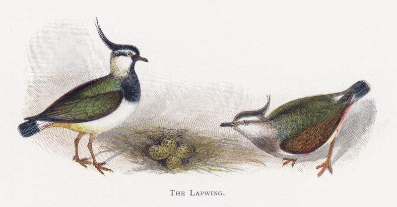 A Lapwing alkotó: Alexander Francis Lydon