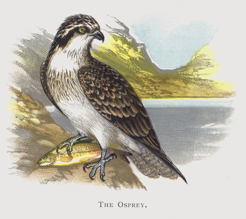 Az Osprey alkotó: Alexander Francis Lydon