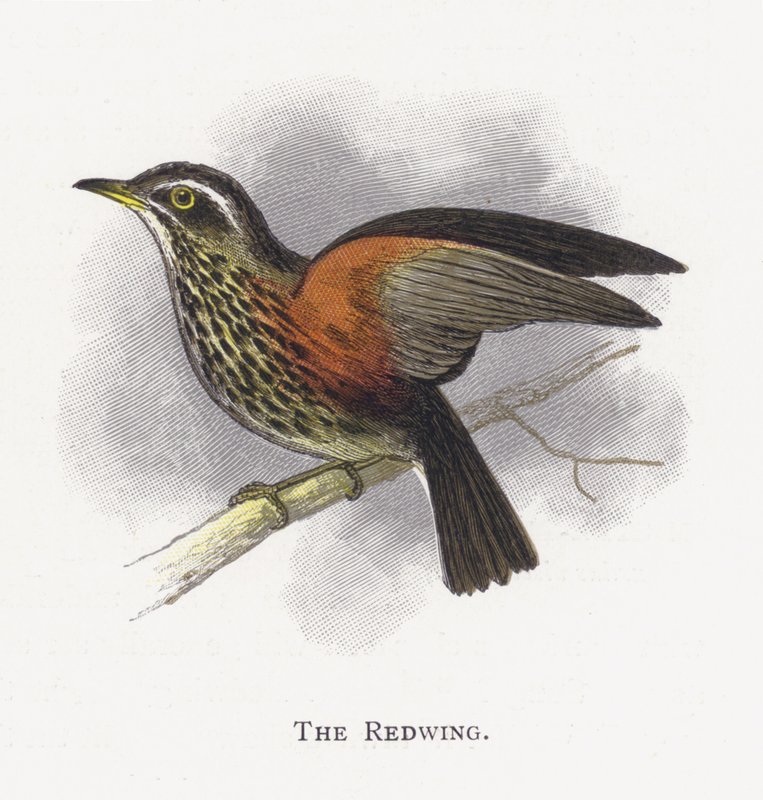 A Redwing alkotó: Alexander Francis Lydon