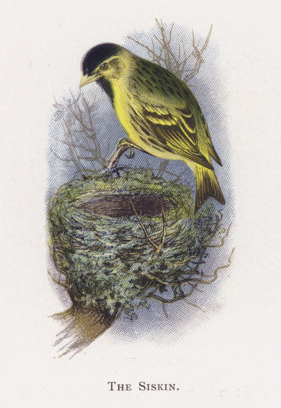 A Siskin alkotó: Alexander Francis Lydon