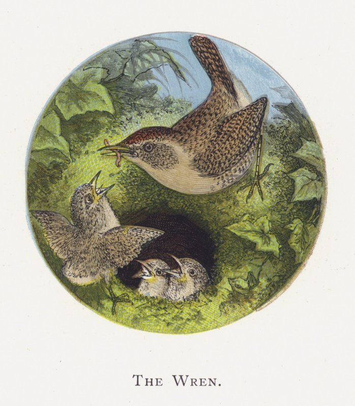 A Wren alkotó: Alexander Francis Lydon