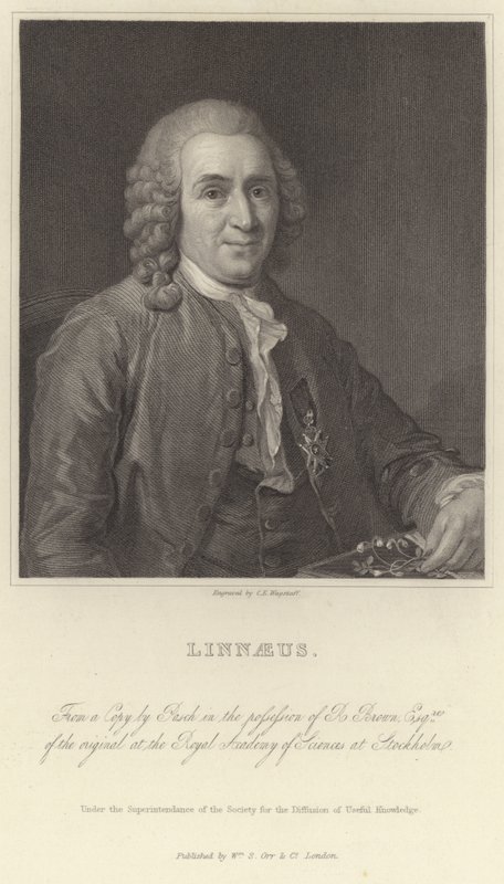 Linné alkotó: Alexander Roslin