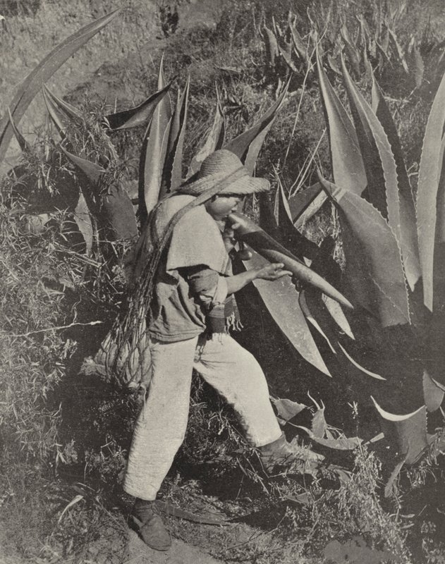 Egy mexikói Pulque Gatherer (f/w fotó) alkotó: American Photographer (after)