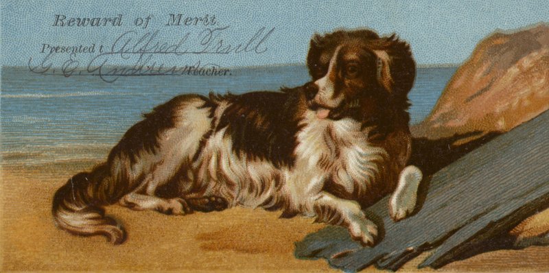 Border collie kutya a strandon alkotó: American School