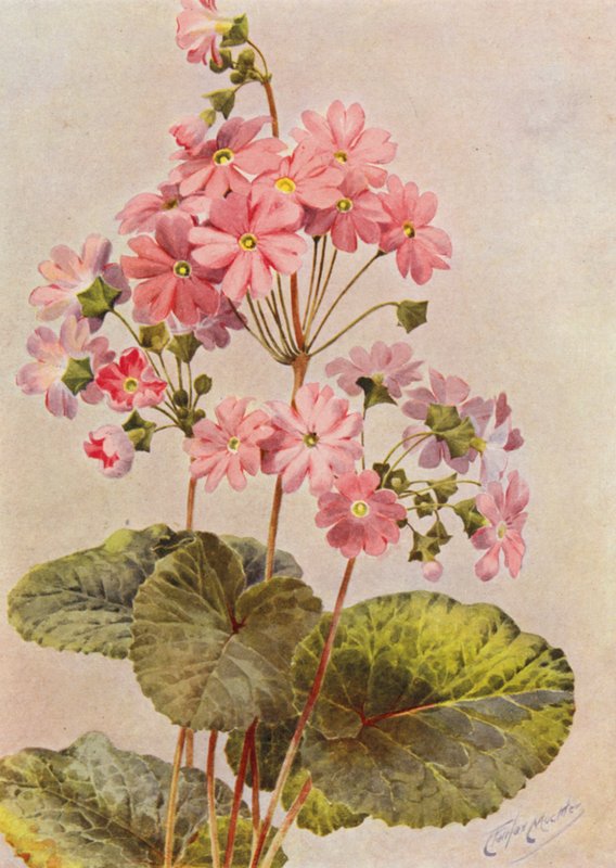 Primula Obconica (színes litográfia) alkotó: Angelo Fairfax Muckley