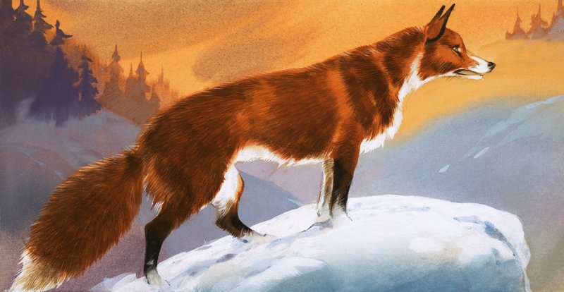Róka a hóban alkotó: Angus McBride