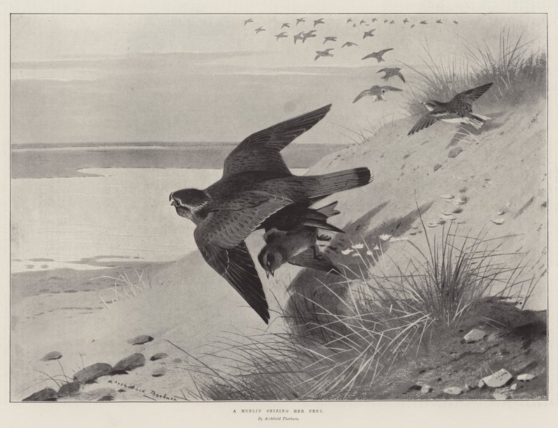 Egy Merlin megragadja a prédáját alkotó: Archibald Thorburn