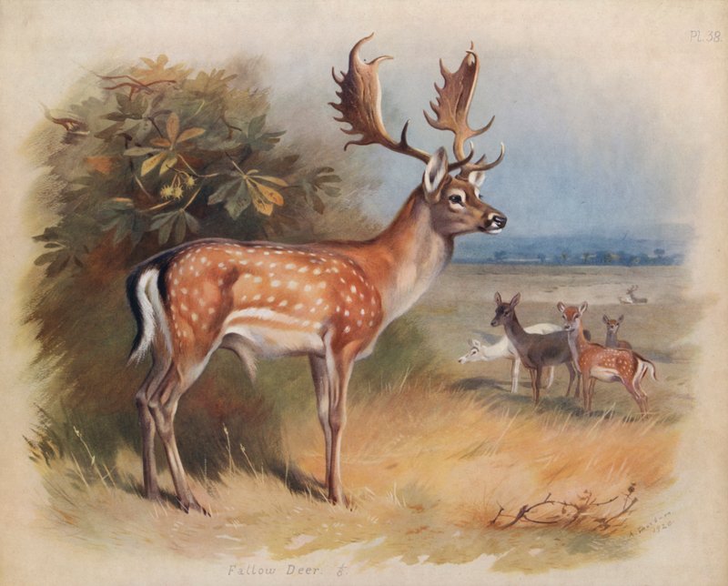 Dámvad alkotó: Archibald Thorburn