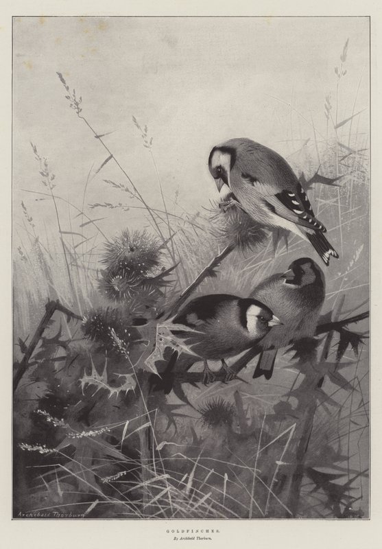 Aranypintyek alkotó: Archibald Thorburn