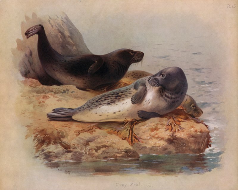 Szürke Pecsét alkotó: Archibald Thorburn