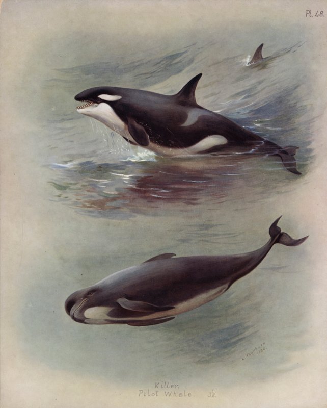Gyilkos, pilóta bálna alkotó: Archibald Thorburn
