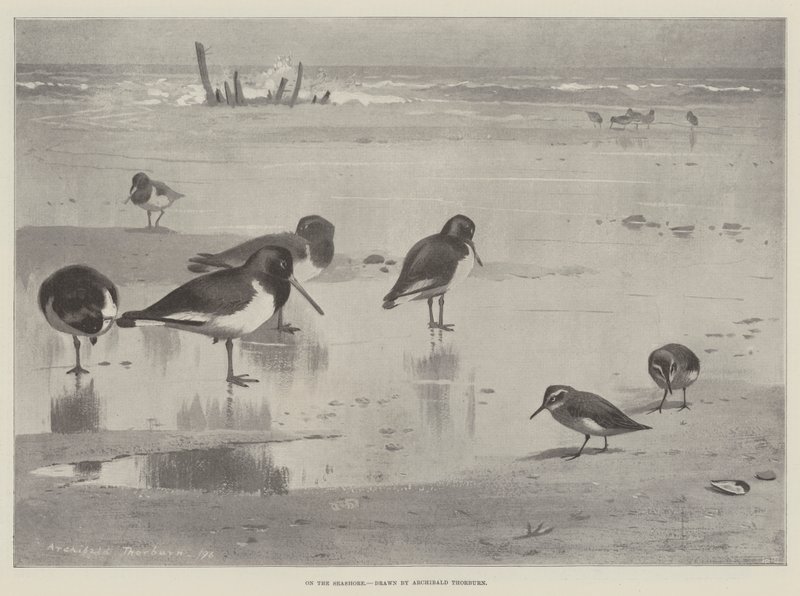 A Tengerparton alkotó: Archibald Thorburn
