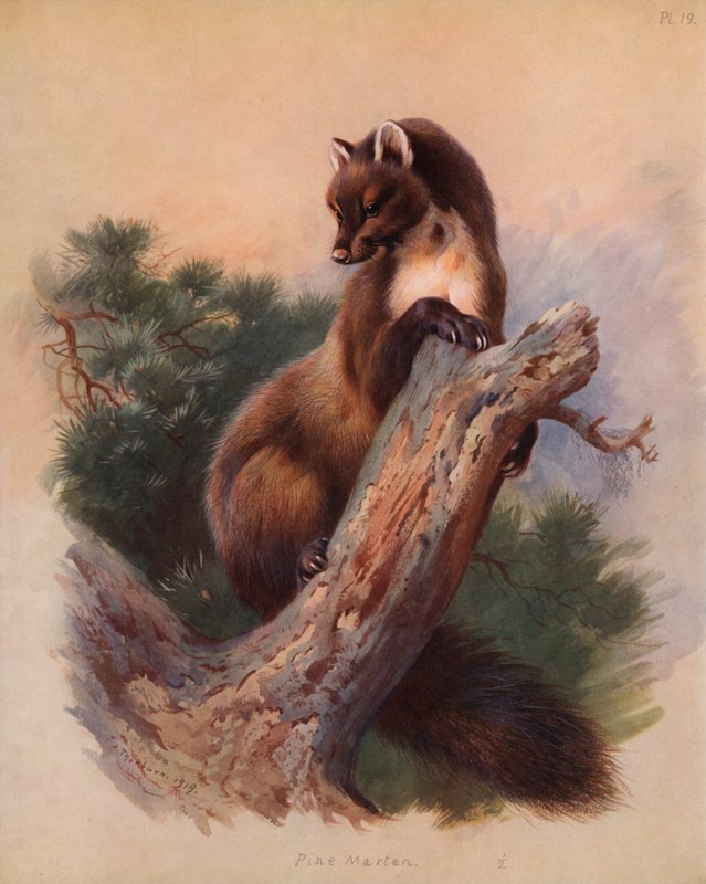 Pine Marten alkotó: Archibald Thorburn