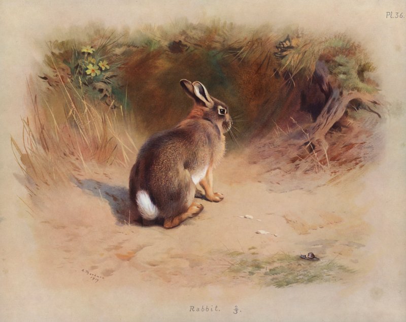 Nyúl alkotó: Archibald Thorburn