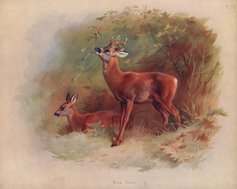 Őz alkotó: Archibald Thorburn