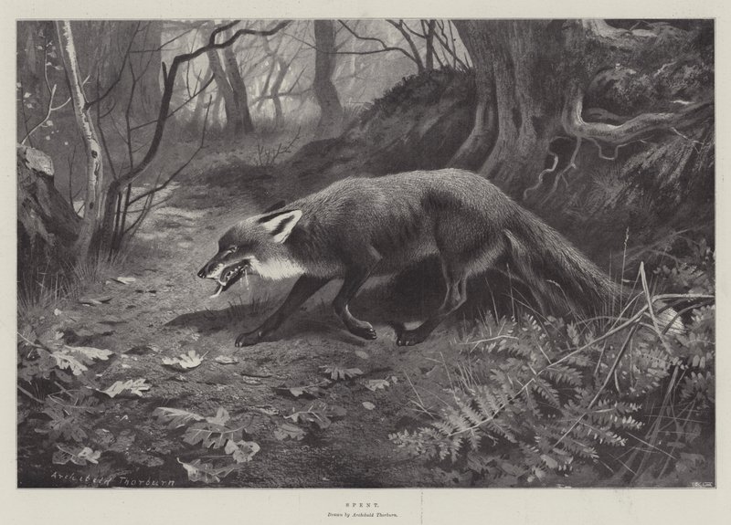 Költött alkotó: Archibald Thorburn