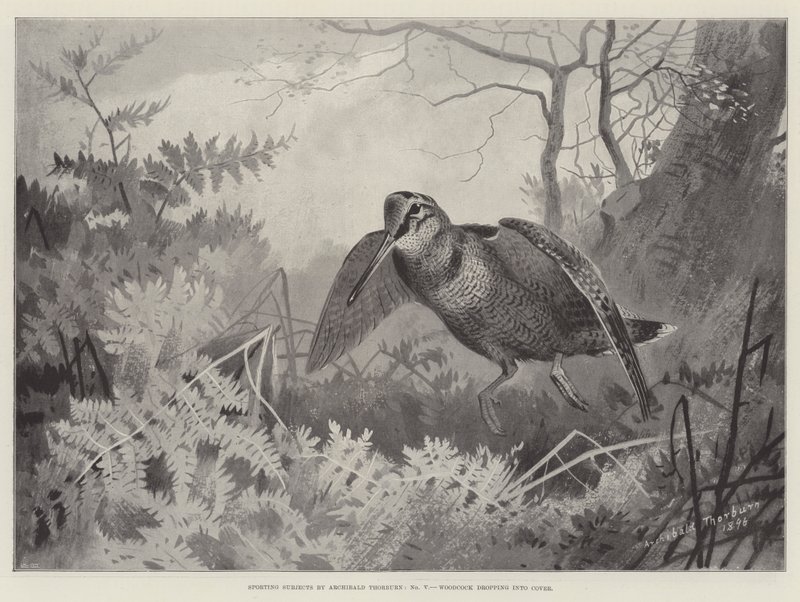 Sporting Subjects, fajdfajdok, akik fedezékbe esnek alkotó: Archibald Thorburn