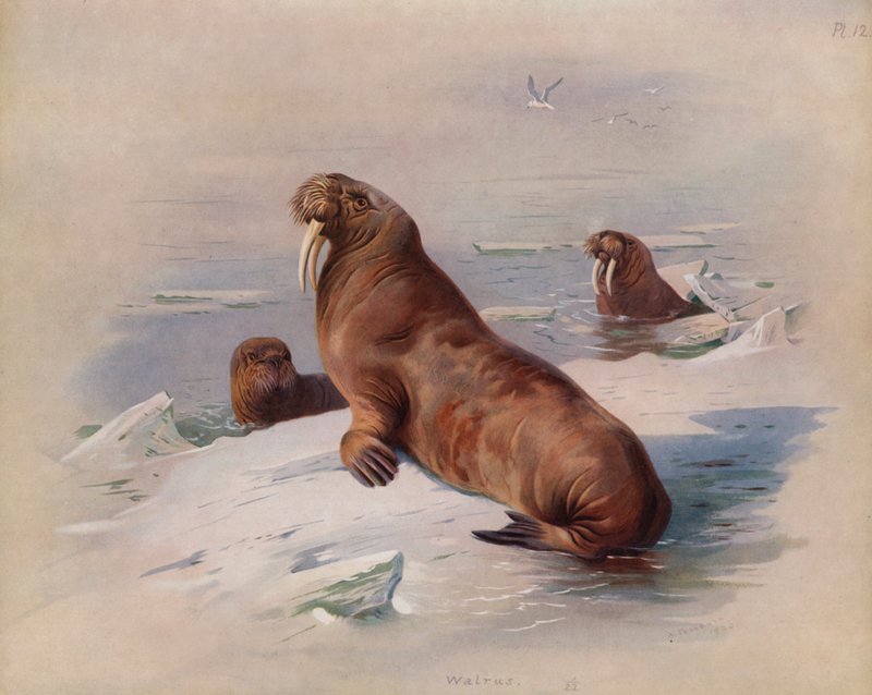 Rozmár alkotó: Archibald Thorburn