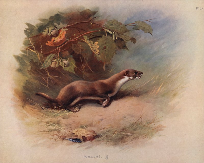 Menyét alkotó: Archibald Thorburn