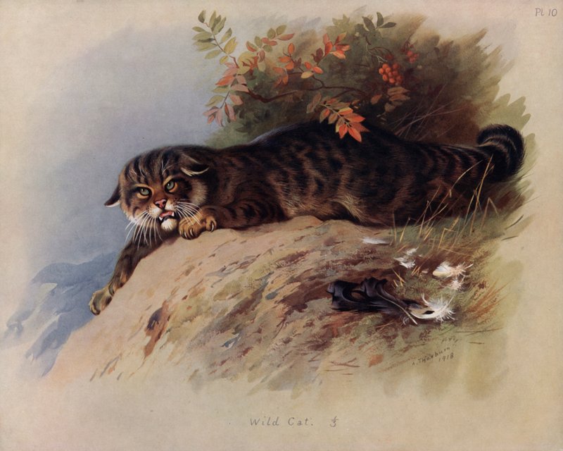 Vadmacska alkotó: Archibald Thorburn
