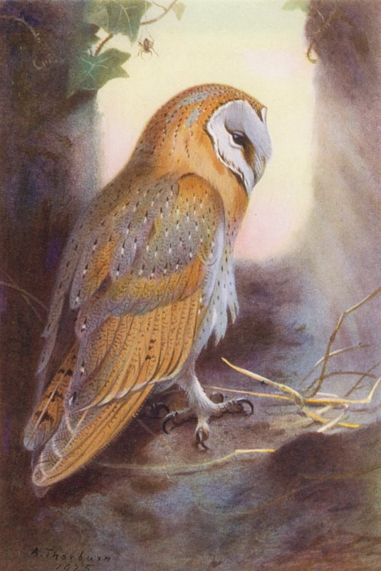 Barn-Owl (színes litográfia) alkotó: Archibald Thorburn