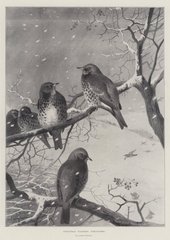 Karácsonyi látogatók, mezei járók alkotó: Archibald Thorburn
