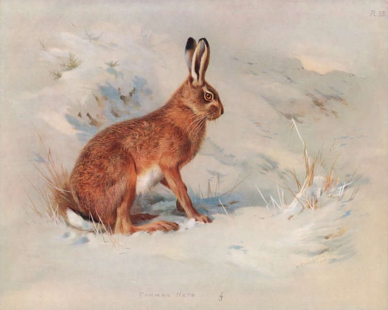 Közönséges nyúl alkotó: Archibald Thorburn
