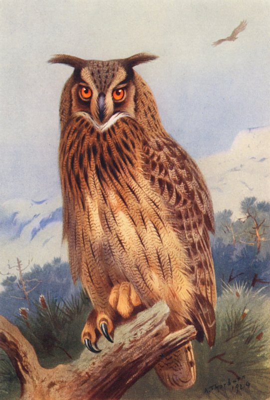 Sas-ölyv (színes litográfia) alkotó: Archibald Thorburn