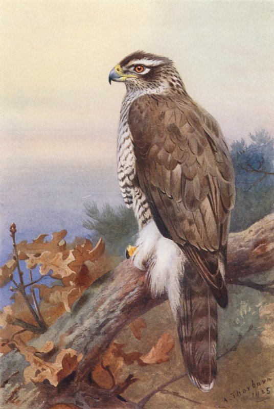 Goshawk (színes litográfia) alkotó: Archibald Thorburn