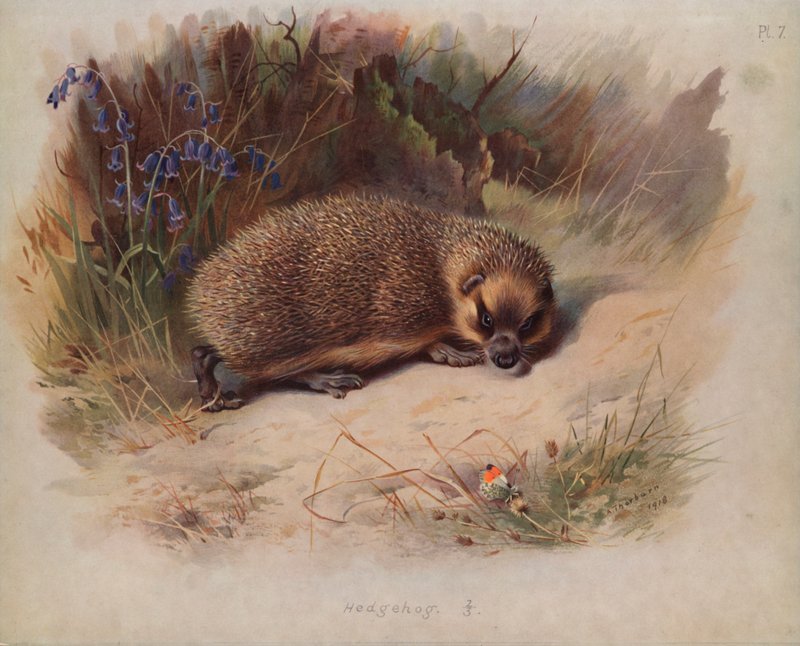 Sündisznó alkotó: Archibald Thorburn