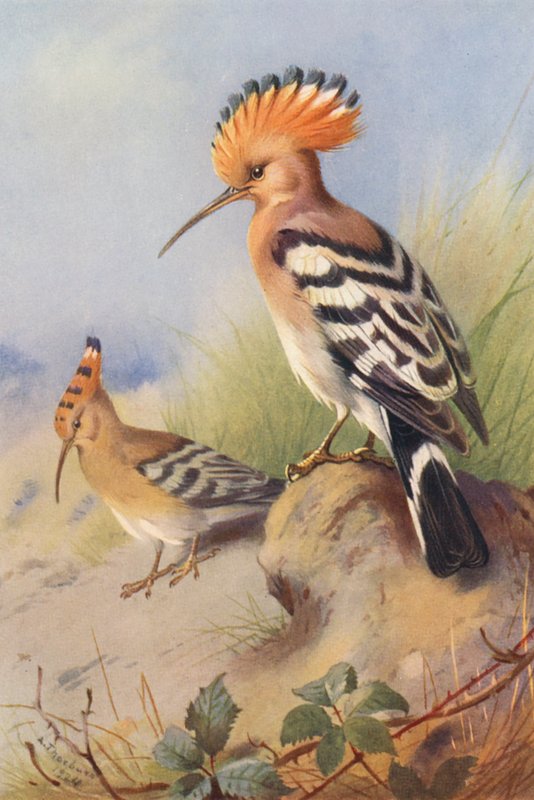 Hoopoe (színes litográfia) alkotó: Archibald Thorburn