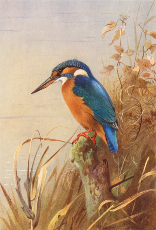 Jégmadár (színes litográfia) alkotó: Archibald Thorburn