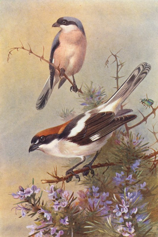 Kis szürke gébics, erdei fecske (színes lithó) alkotó: Archibald Thorburn