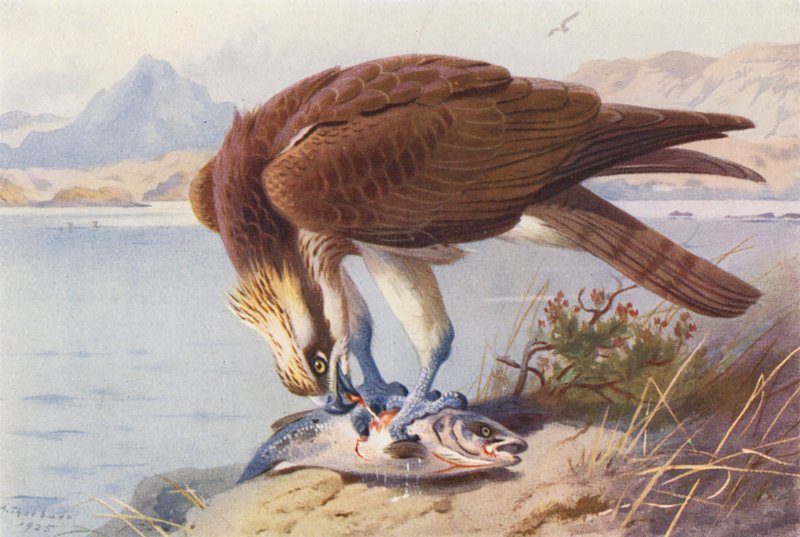 Osprey (színes litográfia) alkotó: Archibald Thorburn