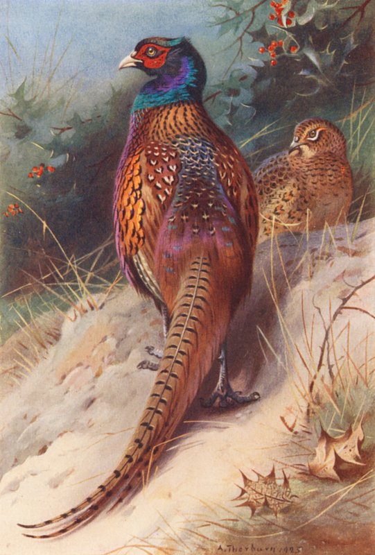 Fácán (hím és nőstény) (színes litográfia) alkotó: Archibald Thorburn