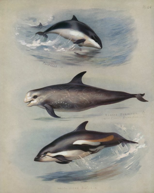 Delfin, Rissos Grampus, fehér oldalú delfin alkotó: Archibald Thorburn