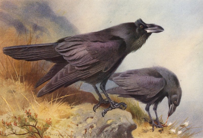Holló (színes litográfia) alkotó: Archibald Thorburn